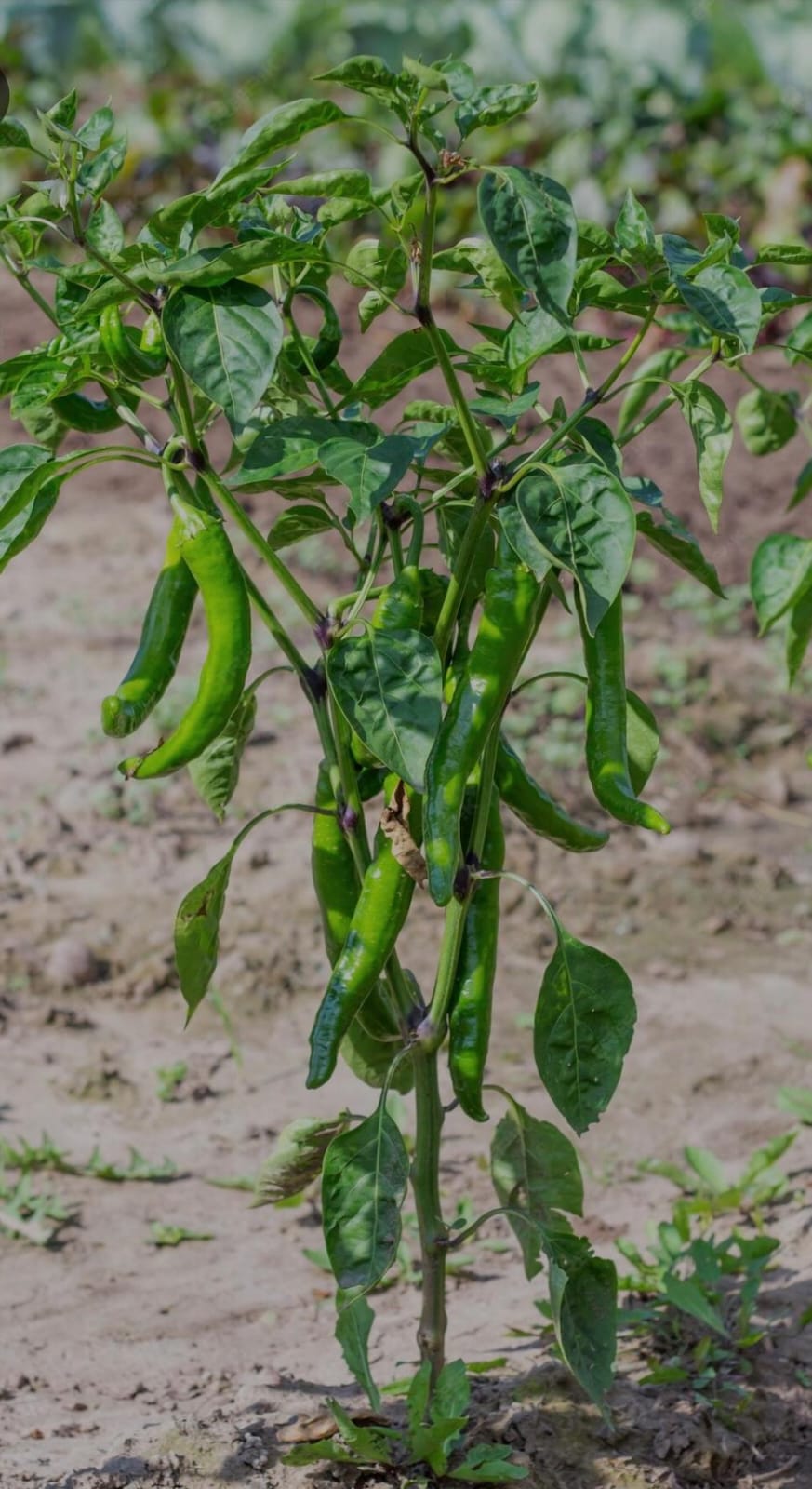 Green Chillies