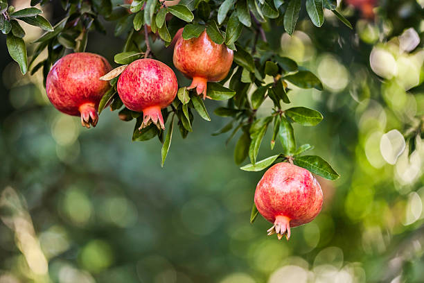 Pomegranate